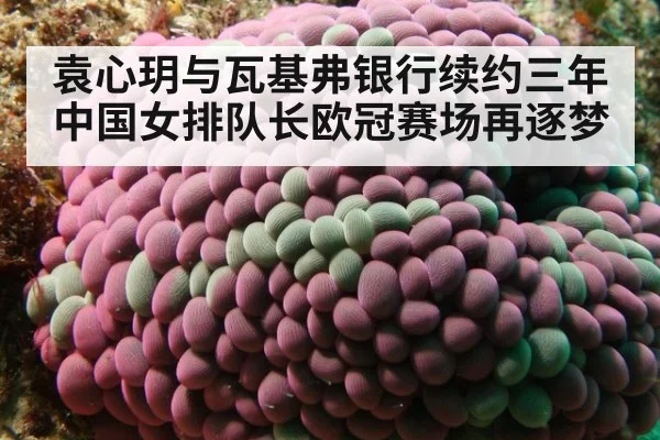 袁心玥与瓦基弗银行续约三年中国女排队长欧冠赛场再逐梦